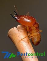 711 Termite Pest Control Adelaide image 11